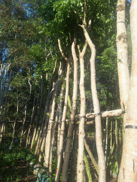 Cây sưa công trình